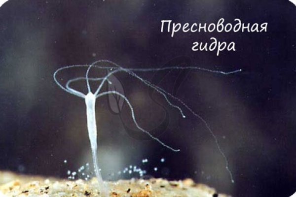 Взломали аккаунт кракен