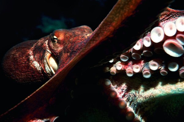 Kraken 17at