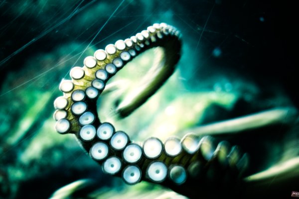 Kraken 2krn