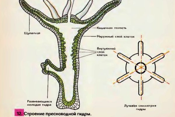 Замена гидры
